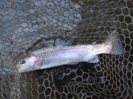 大安トラウトレイク 釣果